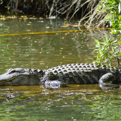 Krokodiler i Zambezifloden