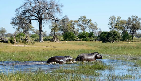 Flodhästar i Okavangodeltat