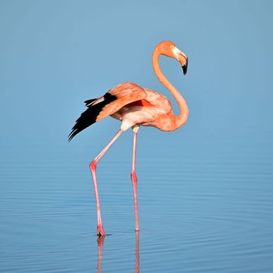 Nata Bird Sanctuary: se flamingos, pelikaner och strutsar 